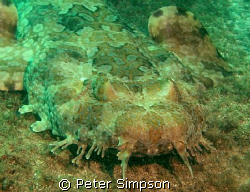 "The Wobbie" A Wobbegong Shark, photo taken at Shelly Bea... by Peter Simpson 